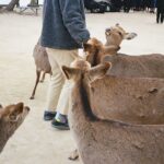 Moe Kamikokuryo Instagram - ⁡ ⁡ ⁡ 鹿ちゃん🦌 ⁡ #宮島