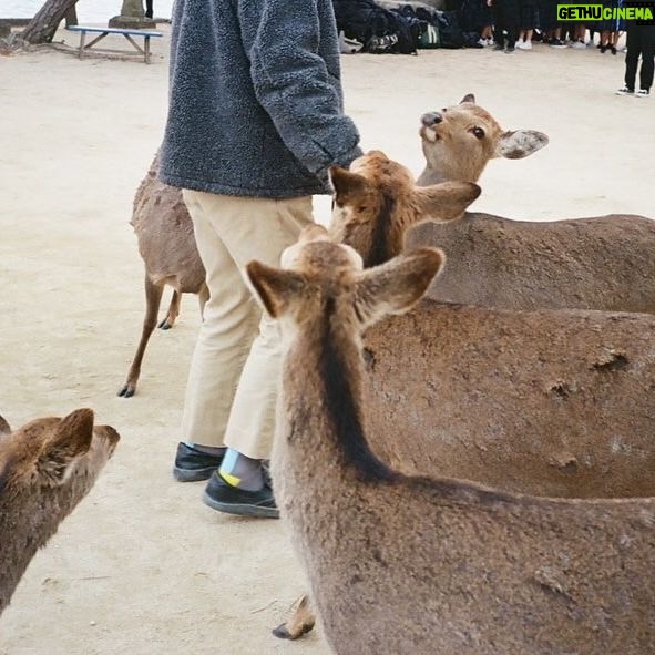 Moe Kamikokuryo Instagram - 鹿ちゃん🦌 #宮島