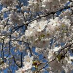 Moemi Katayama Instagram - 🌸 #定期的nature #cerryblossom #sakura #🌸 #桜