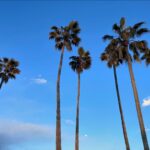Moemi Katayama Instagram - 🌴🌴🌴🌕🌴🌴🌴 #定期的nature #japan