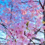 Moemi Katayama Instagram - 🌸 もう咲いていたのだけど さくらなのかしら...?? 種類はなんじゃらほい?? #定期的nature #桜？？ #japan #2024 #2月13日時点