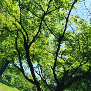 Moga Mogami Instagram - 🌱🌼🌲