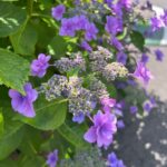 Moga Mogami Instagram - 💜🤍💚 紫陽花の季節になってきたね。 今日は娘を連れて お花をみにいこうかなー。