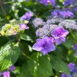 Moga Mogami Instagram - 💜🤍💚 紫陽花の季節になってきたね。 今日は娘を連れて お花をみにいこうかなー。