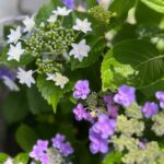 Moga Mogami Instagram - 💜🤍💚 紫陽花の季節になってきたね。 今日は娘を連れて お花をみにいこうかなー。