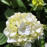 Moga Mogami Instagram - 💜🤍💚 紫陽花の季節になってきたね。 今日は娘を連れて お花をみにいこうかなー。