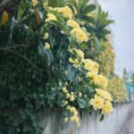 Moga Mogami Instagram - あれから3年なのにモッコウバラみると毎年思い出してる〜。 あっちゅーまだ。つい最近だと思ってたのに でも同じように花を見て思い出して送ってくれる人もいて嬉しい。 ありがとう☺️季節を感じるね @marco149 さんが臨月に撮ってくれた写真📷