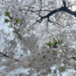 Moga Mogami Instagram - 春🌸 別れと出会いの季節 私のインスタ見てる人は20代後半とか30代が多そうだけど 新生活なんて人も結構いるのかなー。 転勤とか再就職とかも色々あるよね。 私環境は何も変わってないけど、笑 一つ区切りがついたから新たな気持ちになってる！ ファンの方との関係も、家族も、友人も なんだかんだ、一方的な思いだけでは疲れてしまうってことがわかった。 応援してくれてるみんながいる限り 出来る範囲で表に立って仕事を続けたいなって思うし 少しでも私の人生に関わってくれてることが あなたの私生活に彩りを与えたり 元気づけたり明るくできたらいいなって思う☺️ 新年度、期待することをなくすようコントロールしていきたい。 もしだめだったとしても、悲しまないで なるべく、自分で自分をがっかりさせないように。