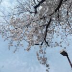 Moga Mogami Instagram - 春🌸 別れと出会いの季節 私のインスタ見てる人は20代後半とか30代が多そうだけど 新生活なんて人も結構いるのかなー。 転勤とか再就職とかも色々あるよね。 私環境は何も変わってないけど、笑 一つ区切りがついたから新たな気持ちになってる！ ファンの方との関係も、家族も、友人も なんだかんだ、一方的な思いだけでは疲れてしまうってことがわかった。 応援してくれてるみんながいる限り 出来る範囲で表に立って仕事を続けたいなって思うし 少しでも私の人生に関わってくれてることが あなたの私生活に彩りを与えたり 元気づけたり明るくできたらいいなって思う☺️ 新年度、期待することをなくすようコントロールしていきたい。 もしだめだったとしても、悲しまないで なるべく、自分で自分をがっかりさせないように。