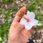 Moga Mogami Instagram - 春🌸 別れと出会いの季節 私のインスタ見てる人は20代後半とか30代が多そうだけど 新生活なんて人も結構いるのかなー。 転勤とか再就職とかも色々あるよね。 私環境は何も変わってないけど、笑 一つ区切りがついたから新たな気持ちになってる！ ファンの方との関係も、家族も、友人も なんだかんだ、一方的な思いだけでは疲れてしまうってことがわかった。 応援してくれてるみんながいる限り 出来る範囲で表に立って仕事を続けたいなって思うし 少しでも私の人生に関わってくれてることが あなたの私生活に彩りを与えたり 元気づけたり明るくできたらいいなって思う☺️ 新年度、期待することをなくすようコントロールしていきたい。 もしだめだったとしても、悲しまないで なるべく、自分で自分をがっかりさせないように。