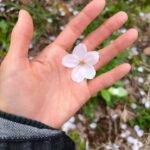 Moga Mogami Instagram - 春🌸 別れと出会いの季節 私のインスタ見てる人は20代後半とか30代が多そうだけど 新生活なんて人も結構いるのかなー。 転勤とか再就職とかも色々あるよね。 私環境は何も変わってないけど、笑 一つ区切りがついたから新たな気持ちになってる！ ファンの方との関係も、家族も、友人も なんだかんだ、一方的な思いだけでは疲れてしまうってことがわかった。 応援してくれてるみんながいる限り 出来る範囲で表に立って仕事を続けたいなって思うし 少しでも私の人生に関わってくれてることが あなたの私生活に彩りを与えたり 元気づけたり明るくできたらいいなって思う☺️ 新年度、期待することをなくすようコントロールしていきたい。 もしだめだったとしても、悲しまないで なるべく、自分で自分をがっかりさせないように。