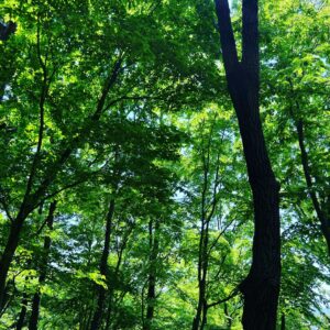 Moga Mogami Instagram - 🌱🌼🌲