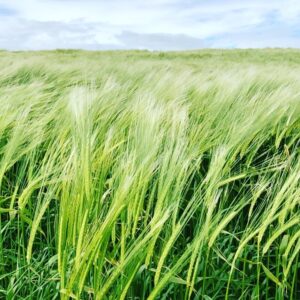 Molly Ephraim Instagram - Ireland was beautiful and also my brother touched an electric fence.