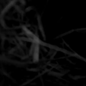 Molly Ephraim Instagram - PARANORMAL ACTIVITY 12: COYOTE UGLY EDITION featuring a pack of coyotes that have taken over the yard, stole the camera I set up to catch them in the act... and then hid it beyond my property’s fence. (Yes, I found it, after poking around forever.) OH. And also they’re demons. @blumhouse— you guys in?