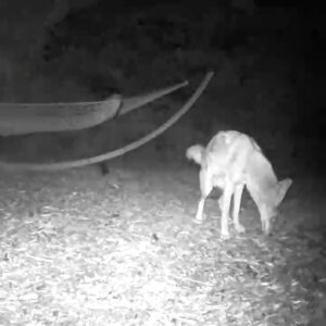 Molly Ephraim Instagram - PARANORMAL ACTIVITY 12: COYOTE UGLY EDITION featuring a pack of coyotes that have taken over the yard, stole the camera I set up to catch them in the act... and then hid it beyond my property’s fence. (Yes, I found it, after poking around forever.) OH. And also they’re demons. @blumhouse— you guys in?