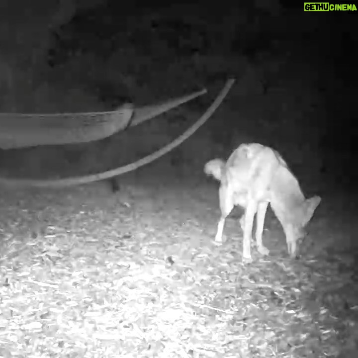 Molly Ephraim - 3.2K Likes - PARANORMAL ACTIVITY 12: COYOTE UGLY EDITION featuring a pack of coyotes that have taken over the yard, stole the camera I set up to catch them in the act... and then hid it beyond my property’s fence. (Yes, I found it, after poking around forever.) OH. And also they’re demons. @blumhouse— you guys in?