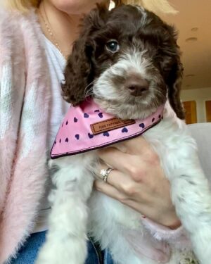 Molly McCook Instagram - Happy Birthday (4!) to our weird   wonderful Maxine. Can’t believe there was a life before you! I truly ask myself all the time, what is life without dogs? You gotta try it  if you don’t know!! It’s better, i swear!! We 💖 you, Max! 🐾