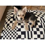 Molly Bernard Instagram - JOY OF MY WORLD! SON OF MY FLESH! STAND-OFFISH PROFESSOR AND CONTRIBUTOR TO THE NEW YORKER! BARKER EXTRAORDINAIRE! TOY OVERLORD AND ALMOND-EYED APEX PREDATOR; HAPPY EIGHTH BIRTHDAY TO MY PERMA-PUP AND LITERATE SON! Henry you have the keys to my heart, I love you.