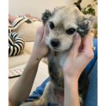 Molly Bernard Instagram - JOY OF MY WORLD! SON OF MY FLESH! STAND-OFFISH PROFESSOR AND CONTRIBUTOR TO THE NEW YORKER! BARKER EXTRAORDINAIRE! TOY OVERLORD AND ALMOND-EYED APEX PREDATOR; HAPPY EIGHTH BIRTHDAY TO MY PERMA-PUP AND LITERATE SON! Henry you have the keys to my heart, I love you.