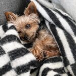 Molly C. Quinn Instagram - There comes a time in every dog’s life, when they must abandon our world, and leave their loved ones behind, in order to travel to their final destination: Planet Dog. Yesterday was that day for Piper. She was born on October 4th, 2009, and gifted all who knew her with over 14 years of joy, laughter, and demands for food. She held many great titles over the course of her tenure, including gate defender, snack lieutenant, and pupperoni sommelier, before being promoted to her highest post: Secretary of the Interior (of our hearts). Piper was a wonderful role model to her younger sister, Pikachu, and to her roommates, Molly and Elan. All who spent time with her were charmed by her commanding presence despite being the size of a small bird. In accordance with tradition, as she travels to Planet Dog, she will watch her loved ones via satellite feed, as they mourn her departure while celebrating her life: a life that was full of adventure, great food, and an abundance of hugs and kisses. She stayed on Earth for 5,117 days, and in every single one of them, she was loved beyond measure, and she gave love back, without hesitation or restraint. Our hearts are broken, but that’s okay, because they are also very full, and continue to be filled, again and again, with memories and stories and dreams of Piper, our sweetest little friend. She was, and will continue to be, the foundation that our small family is built upon, and that is something that can never change. Her final wish was to let everyone know she had a great time, she lived her life to the fullest, and she wants you to do the same. To honor her memory and her trip to Planet Dog, please have a bite of salami today, and as the salty cured meat dances on your tongue, know that she is with you. We love you, Piper. We’ve always loved you. And we will always love you. Piper forever. Pikachu forever. Mulu forever. Emu forever. Family forever. To Planet Dog and beyond.