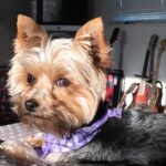 Molly C. Quinn Instagram - There comes a time in every dog’s life, when they must abandon our world, and leave their loved ones behind, in order to travel to their final destination: Planet Dog. Yesterday was that day for Piper. She was born on October 4th, 2009, and gifted all who knew her with over 14 years of joy, laughter, and demands for food. She held many great titles over the course of her tenure, including gate defender, snack lieutenant, and pupperoni sommelier, before being promoted to her highest post: Secretary of the Interior (of our hearts). Piper was a wonderful role model to her younger sister, Pikachu, and to her roommates, Molly and Elan. All who spent time with her were charmed by her commanding presence despite being the size of a small bird. In accordance with tradition, as she travels to Planet Dog, she will watch her loved ones via satellite feed, as they mourn her departure while celebrating her life: a life that was full of adventure, great food, and an abundance of hugs and kisses. She stayed on Earth for 5,117 days, and in every single one of them, she was loved beyond measure, and she gave love back, without hesitation or restraint. Our hearts are broken, but that’s okay, because they are also very full, and continue to be filled, again and again, with memories and stories and dreams of Piper, our sweetest little friend. She was, and will continue to be, the foundation that our small family is built upon, and that is something that can never change. Her final wish was to let everyone know she had a great time, she lived her life to the fullest, and she wants you to do the same. To honor her memory and her trip to Planet Dog, please have a bite of salami today, and as the salty cured meat dances on your tongue, know that she is with you. We love you, Piper. We’ve always loved you. And we will always love you. Piper forever. Pikachu forever. Mulu forever. Emu forever. Family forever. To Planet Dog and beyond.