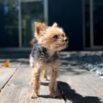 Molly C. Quinn Instagram - There comes a time in every dog’s life, when they must abandon our world, and leave their loved ones behind, in order to travel to their final destination: Planet Dog. Yesterday was that day for Piper. She was born on October 4th, 2009, and gifted all who knew her with over 14 years of joy, laughter, and demands for food. She held many great titles over the course of her tenure, including gate defender, snack lieutenant, and pupperoni sommelier, before being promoted to her highest post: Secretary of the Interior (of our hearts). Piper was a wonderful role model to her younger sister, Pikachu, and to her roommates, Molly and Elan. All who spent time with her were charmed by her commanding presence despite being the size of a small bird. In accordance with tradition, as she travels to Planet Dog, she will watch her loved ones via satellite feed, as they mourn her departure while celebrating her life: a life that was full of adventure, great food, and an abundance of hugs and kisses. She stayed on Earth for 5,117 days, and in every single one of them, she was loved beyond measure, and she gave love back, without hesitation or restraint. Our hearts are broken, but that’s okay, because they are also very full, and continue to be filled, again and again, with memories and stories and dreams of Piper, our sweetest little friend. She was, and will continue to be, the foundation that our small family is built upon, and that is something that can never change. Her final wish was to let everyone know she had a great time, she lived her life to the fullest, and she wants you to do the same. To honor her memory and her trip to Planet Dog, please have a bite of salami today, and as the salty cured meat dances on your tongue, know that she is with you. We love you, Piper. We’ve always loved you. And we will always love you. Piper forever. Pikachu forever. Mulu forever. Emu forever. Family forever. To Planet Dog and beyond.