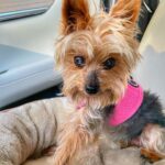 Molly C. Quinn Instagram - There comes a time in every dog’s life, when they must abandon our world, and leave their loved ones behind, in order to travel to their final destination: Planet Dog. Yesterday was that day for Piper. She was born on October 4th, 2009, and gifted all who knew her with over 14 years of joy, laughter, and demands for food. She held many great titles over the course of her tenure, including gate defender, snack lieutenant, and pupperoni sommelier, before being promoted to her highest post: Secretary of the Interior (of our hearts). Piper was a wonderful role model to her younger sister, Pikachu, and to her roommates, Molly and Elan. All who spent time with her were charmed by her commanding presence despite being the size of a small bird. In accordance with tradition, as she travels to Planet Dog, she will watch her loved ones via satellite feed, as they mourn her departure while celebrating her life: a life that was full of adventure, great food, and an abundance of hugs and kisses. She stayed on Earth for 5,117 days, and in every single one of them, she was loved beyond measure, and she gave love back, without hesitation or restraint. Our hearts are broken, but that’s okay, because they are also very full, and continue to be filled, again and again, with memories and stories and dreams of Piper, our sweetest little friend. She was, and will continue to be, the foundation that our small family is built upon, and that is something that can never change. Her final wish was to let everyone know she had a great time, she lived her life to the fullest, and she wants you to do the same. To honor her memory and her trip to Planet Dog, please have a bite of salami today, and as the salty cured meat dances on your tongue, know that she is with you. We love you, Piper. We’ve always loved you. And we will always love you. Piper forever. Pikachu forever. Mulu forever. Emu forever. Family forever. To Planet Dog and beyond.