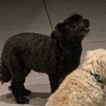 Molly C. Quinn Instagram - My dogfriend, Aster, watched Lovely, Dark, and Deep last night and he really needed to talk to me about it this morning. He thought it was visually stunning, emotionally moving, and way more scary than I let on! Lovely, Dark, and Deep is available however you VOD! & Pikachu because she’s my everythiiiiing