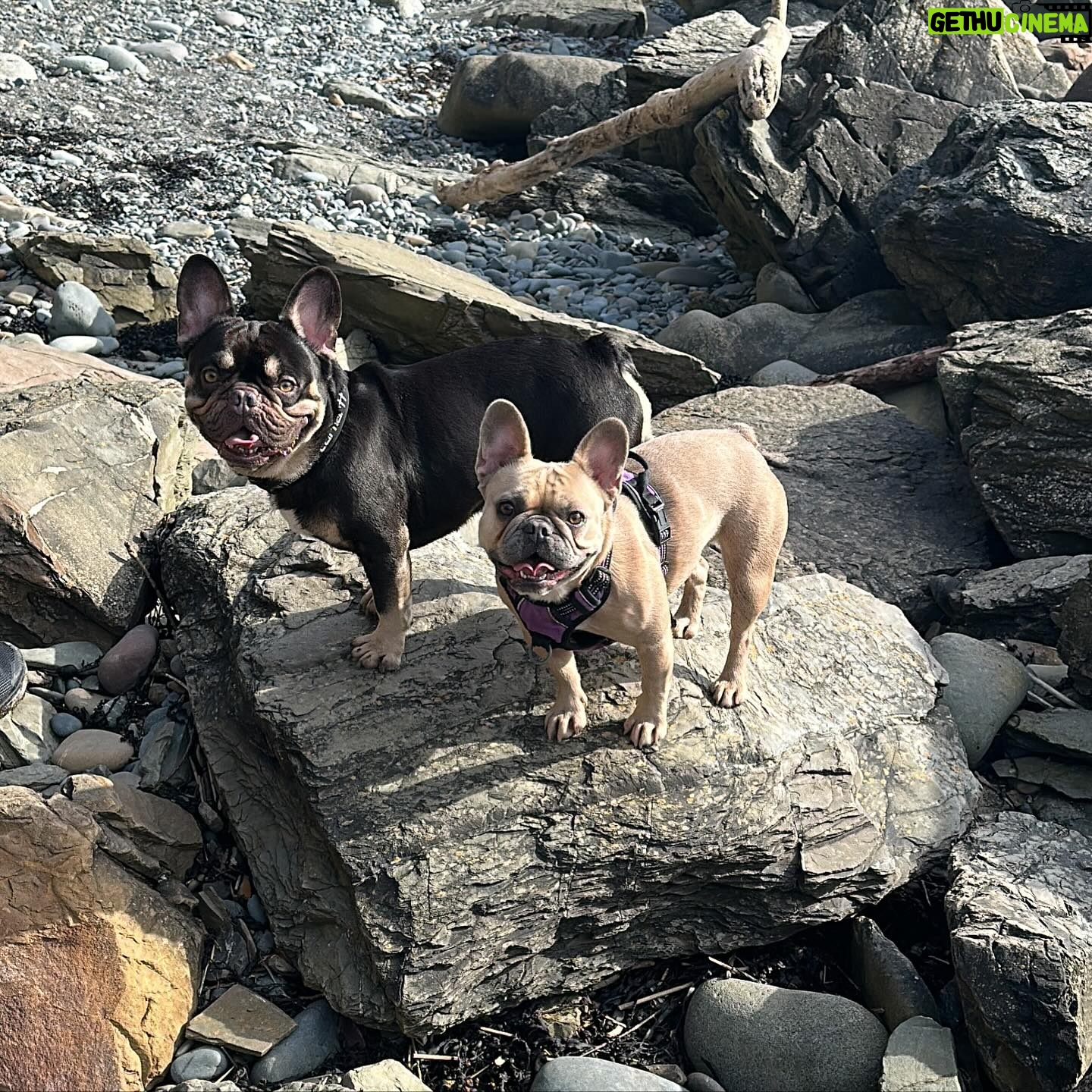 Molly McCann Instagram - Scotlands newest resident’s 🏴 💙🤍