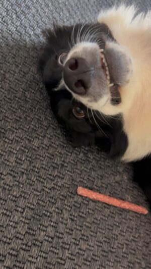 Mona Çalış Instagram - Mutlu, akıllı kızım 😌🐾

#bordercollie #bella