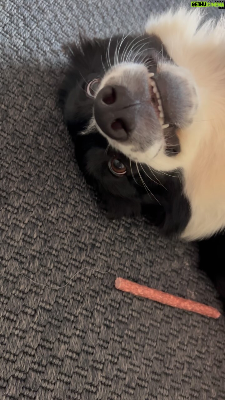 Mona Çalış - 3 Likes - Mutlu, akıllı kızım 😌🐾
#bordercollie #bella