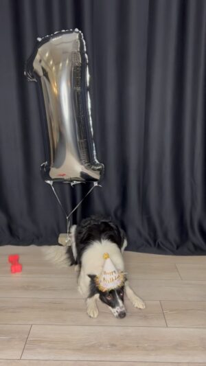 Mona Çalış Instagram - Happy Birthday Bella 🐾🤍 

#bordercollie #happybirthday #oneyearsold