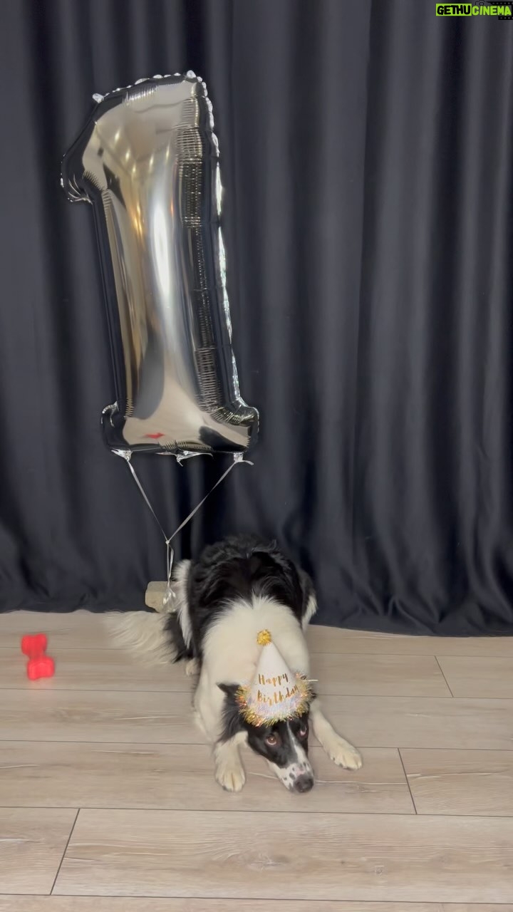 Mona Çalış - 3 Likes - Happy Birthday Bella 🐾🤍
#bordercollie #happybirthday #oneyearsold