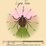Mona Chalabi Instagram - A little guide to help you through tick season… Lyme disease cases have more than doubled over the past 30 years. Before you get too stressed out by that increase, some of it is just down to better public knowledge about Lyme disease and doctors getting better at diagnosing it (although it's still too hard for a lot of people to have their symptoms taken seriously, especially women and people of color). The CDC has a really good list of advice for people in tick heavy states (New Jersey, New York, Pennsylvania) like using 0.5% permethrin and checking your body for ticks when you get home. Source: Centers for Disease Control and Prevention. The seasonality chart is based on data from 2008 to 2021 #lymedisease