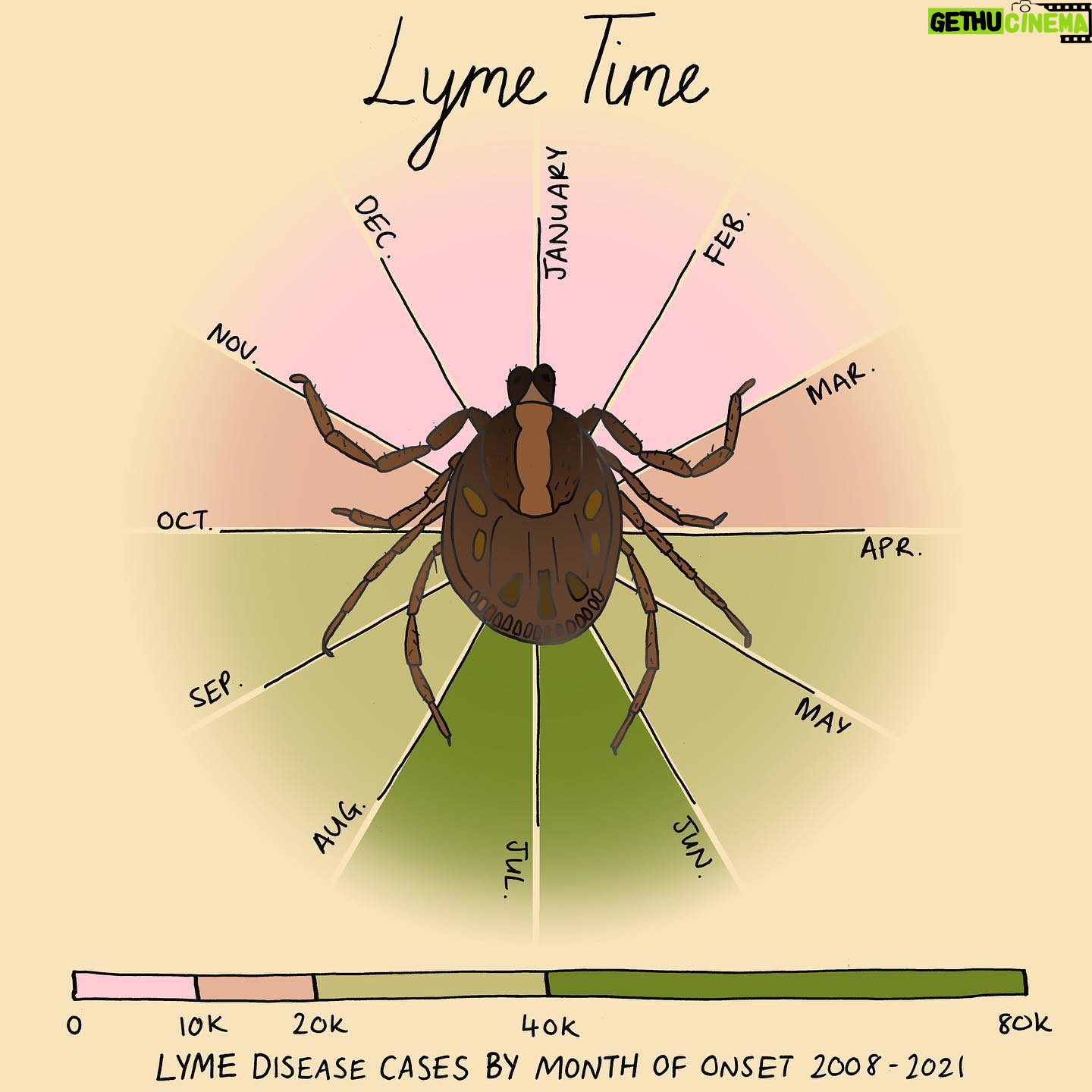 Mona Chalabi Instagram - A little guide to help you through tick season… Lyme disease cases have more than doubled over the past 30 years. Before you get too stressed out by that increase, some of it is just down to better public knowledge about Lyme disease and doctors getting better at diagnosing it (although it's still too hard for a lot of people to have their symptoms taken seriously, especially women and people of color). The CDC has a really good list of advice for people in tick heavy states (New Jersey, New York, Pennsylvania) like using 0.5% permethrin and checking your body for ticks when you get home. Source: Centers for Disease Control and Prevention. The seasonality chart is based on data from 2008 to 2021 #lymedisease