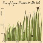 Mona Chalabi Instagram - A little guide to help you through tick season… Lyme disease cases have more than doubled over the past 30 years. Before you get too stressed out by that increase, some of it is just down to better public knowledge about Lyme disease and doctors getting better at diagnosing it (although it's still too hard for a lot of people to have their symptoms taken seriously, especially women and people of color). The CDC has a really good list of advice for people in tick heavy states (New Jersey, New York, Pennsylvania) like using 0.5% permethrin and checking your body for ticks when you get home. Source: Centers for Disease Control and Prevention. The seasonality chart is based on data from 2008 to 2021 #lymedisease