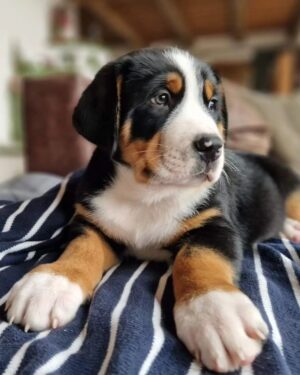 Monika Hilmerová Instagram - Naša fenka Ginger si adoptovala syna svojej sestry ❤️ A je nás doma o jedného viac 😍 
Tak vitaj u nás, Uatu Dante Our Champion! 
Náš drahý Dante, počtom členov rodiny sa láska nedelí, ale násobí 😍❤️🐾

#ourchampion #greatswissmountaindog