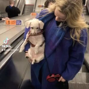 Morfydd Clark Instagram - Safety first 💝 @hemlockesprings