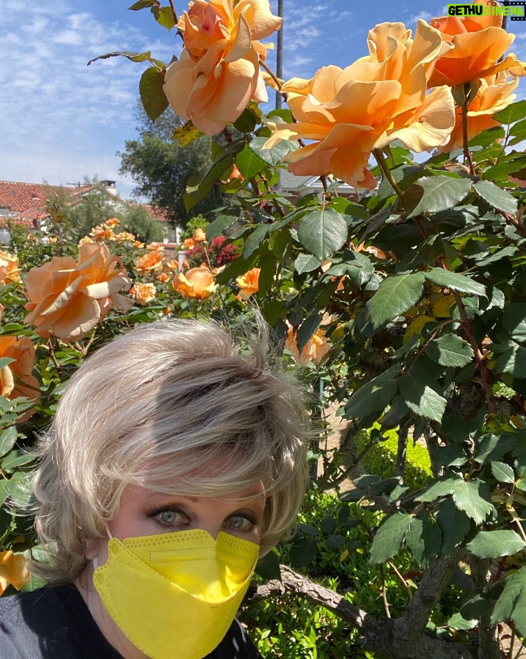 Morgan Fairchild - 824 Likes - #OnMyWalk I found these gorgeous, giant apricot #Roses at Bing Crosby’s old house! I think they’re Just Joeys. Mountains of them! #BeKind #ReachOut #SpringIsHere #YouAreTheAnswer Sending Love To You All🧡🎉💛🌷🧡🦋💛🪻🧡🎉💛🌷🧡🦋💛🪻🧡🎉💛🌷🧡🦋💛🪻🧡🎉💛🌷🧡🦋💛
