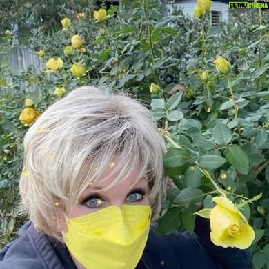 Morgan Fairchild - 706 Likes - #OnMyWalk to gorgeous early #YellowRoses! Love these! Hope you’re having a great week and feeling empowered! #BeKind #ReachOut #MaskUp #GiveJoy #CovidIsSurging Sending Love To YouAll💗🌷💗🥰💗🎉💗🥳💗🌷💗🥰💗🎉💗🥳💗🌷💗🥰💗🎉💗🥳💗 Johnson🌷💗🥰💗🎉💗🥳💗🌷💗🥰💗🎉