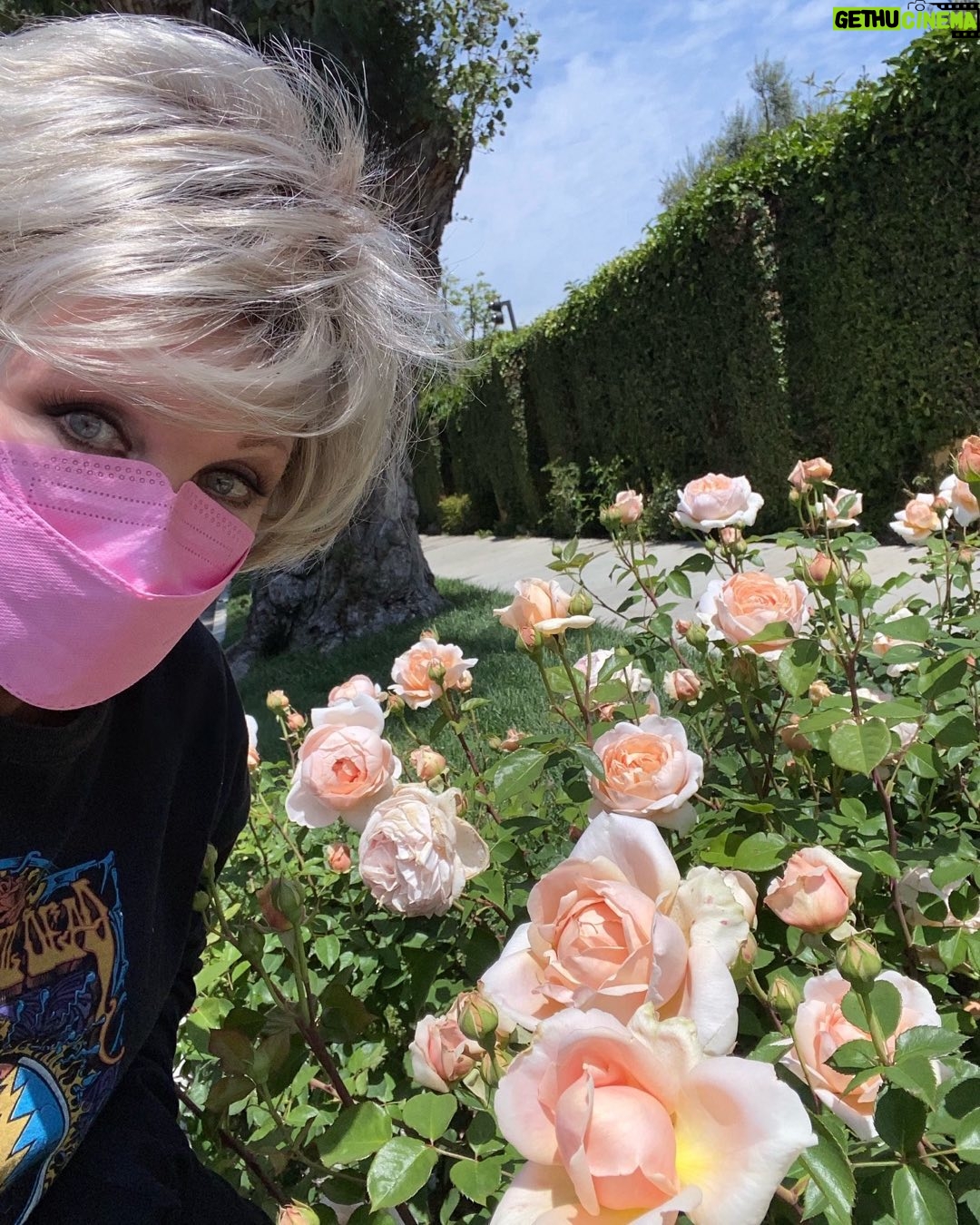 Morgan Fairchild - 757 Likes - #OnMyWalk to my very favorite gorgeous neighborhood #Roses! I wait for these to bloom each year! They must be David Austins. #SpringIsHere #Smile #BeKind #ReachOut Sending Love To You All💗🌷💗🎉💗🌸💗🪻💗🌹💗🌷💗🎉💗🌸💗🪻💗🌹💗🌷💗🎉🌸💗🪻💗🌹💗🌷💗🎉💗🌸💗🪻💗🌹💗