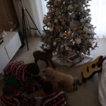 Núria Madruga Instagram - 1 de dezembro. 🤍 My boys. 🎄 #myboys #myfamily #momofboys #christmastree
