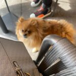 Nadège Lacroix Instagram – Petite balade au bord du lac ☀️

#weekend #balade #montreux #swiss #switzerland🇨🇭 #family #doglover #instagood #instagram #instapicture #reellife #♥️ #☀️