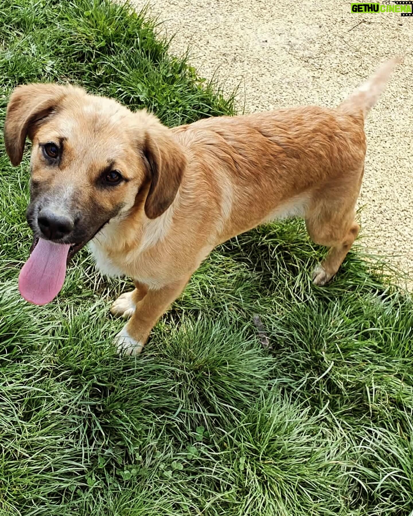 Nadia Hilker Instagram - This was the first photo I got of you Everyone who knows me knows there’s no Nadia without Pacho and the other way around I beyond grateful to “special dogs” in Romania https://specialdogs.org An organization that’s dedicating its life to dogs who wouldn’t survive on the street without their help! Without them I wouldn’t have my best friend. Pacho was so scared Once home he didn’t leave his crate for a few hours even after I lifted the top part he wouldn’t come out but eventually💚 Das erste Bild von Dir… Jeder, der mich kennt, weiß dass es keine Nadia ohne Pacho gibt und umgekehrt. Ich bin überaus dankbar für “SpecialDogs“ in Rumänien, https://specialdogs.org eine Organisation, die ihr Leben den Hunden widmet, die ohne ihre Hilfe nicht überleben würden! Ohne Sie hätte ich meinen besten Freund heute nicht! Als wir zu Hause ankamen, verließ er seine Hunde Box stundenlang nicht vor lauter Angst 💚 #rescuedog #doglover #lovethem