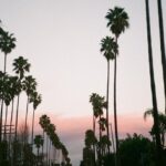 Nadia Hilker Instagram - Palms & Drives Looking back at all these beautiful drives through endless palm trees…. 📸 by @jaabaaluu #ThrowBack #ThrowBackThursday #Drive #Driving #LosAngeles #LA #PhotoOfTheDay #Photography #PhotoLove #NadiaHilker #PalmTrees #PalmLover #Hollywood #Dreaming #Traveling #NadiaHilker #TWD #SunsetDrive #SunsetPhotography #SunsetLove