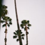 Nadia Hilker Instagram - Palms & Drives Looking back at all these beautiful drives through endless palm trees…. 📸 by @jaabaaluu #ThrowBack #ThrowBackThursday #Drive #Driving #LosAngeles #LA #PhotoOfTheDay #Photography #PhotoLove #NadiaHilker #PalmTrees #PalmLover #Hollywood #Dreaming #Traveling #NadiaHilker #TWD #SunsetDrive #SunsetPhotography #SunsetLove