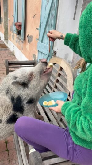 Naike Rivelli Instagram - Good morning ☀️🐷