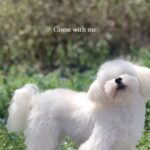 Nam Bo-ra Instagram - 사랑해💕머털🐶