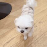 Nam Gyu-ri Instagram - 하루야 이틀이야 삼일이야 ? 맛있다! 달아. 오 대박. (노래부르러 갔다가 만난 하루🐶) #찻집공연#HALO