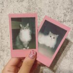 Nana Asakawa Instagram - 最近チェキ撮るのにハマってる いろんなフィルムあるんだね〜 うちのかわいい天使たち🐱✨ どうしても動いちゃうから撮るの難しい。笑